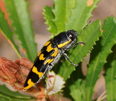 Cyrioides imperialis