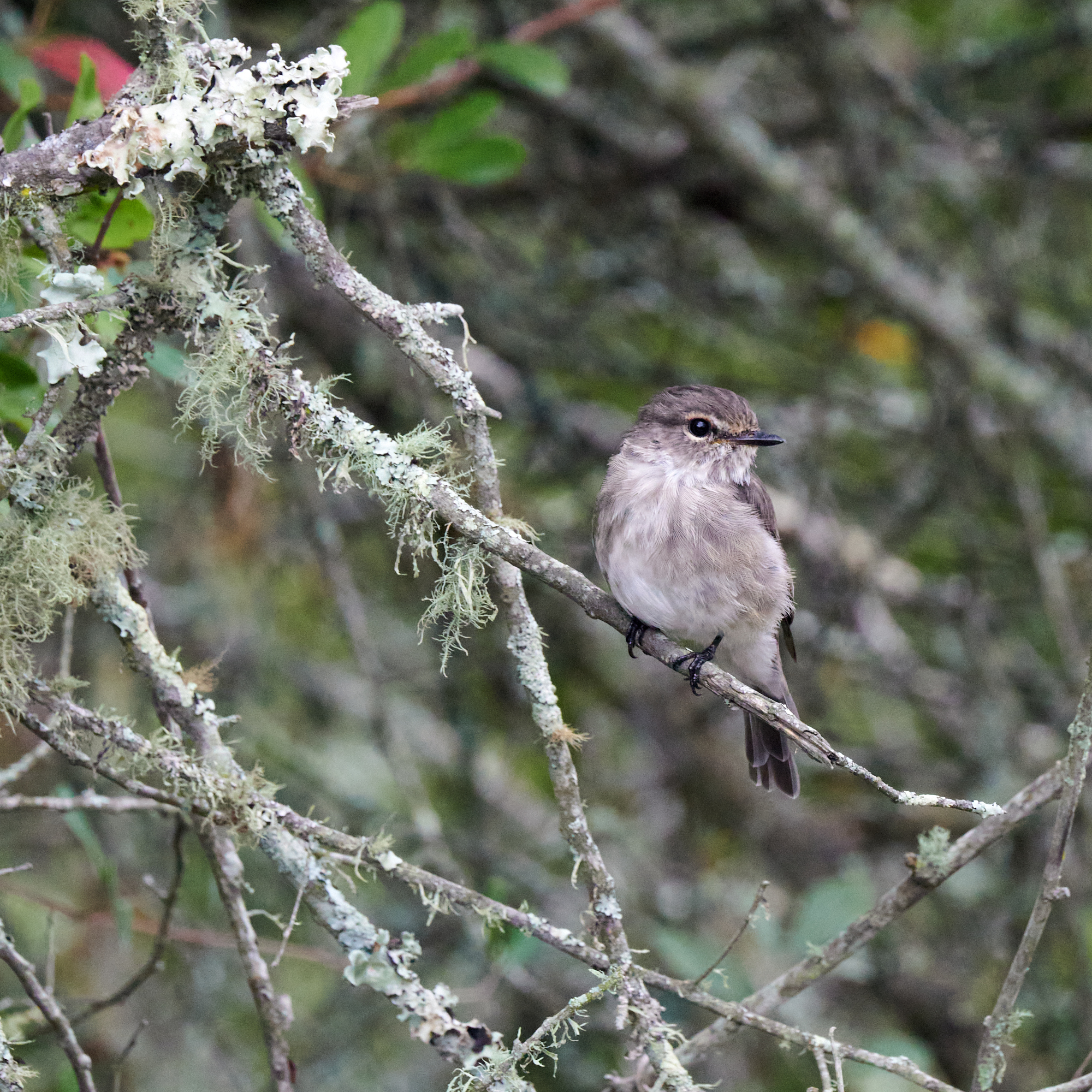 African Dusky Flycatcher (Muscicapa adusta), photo 6