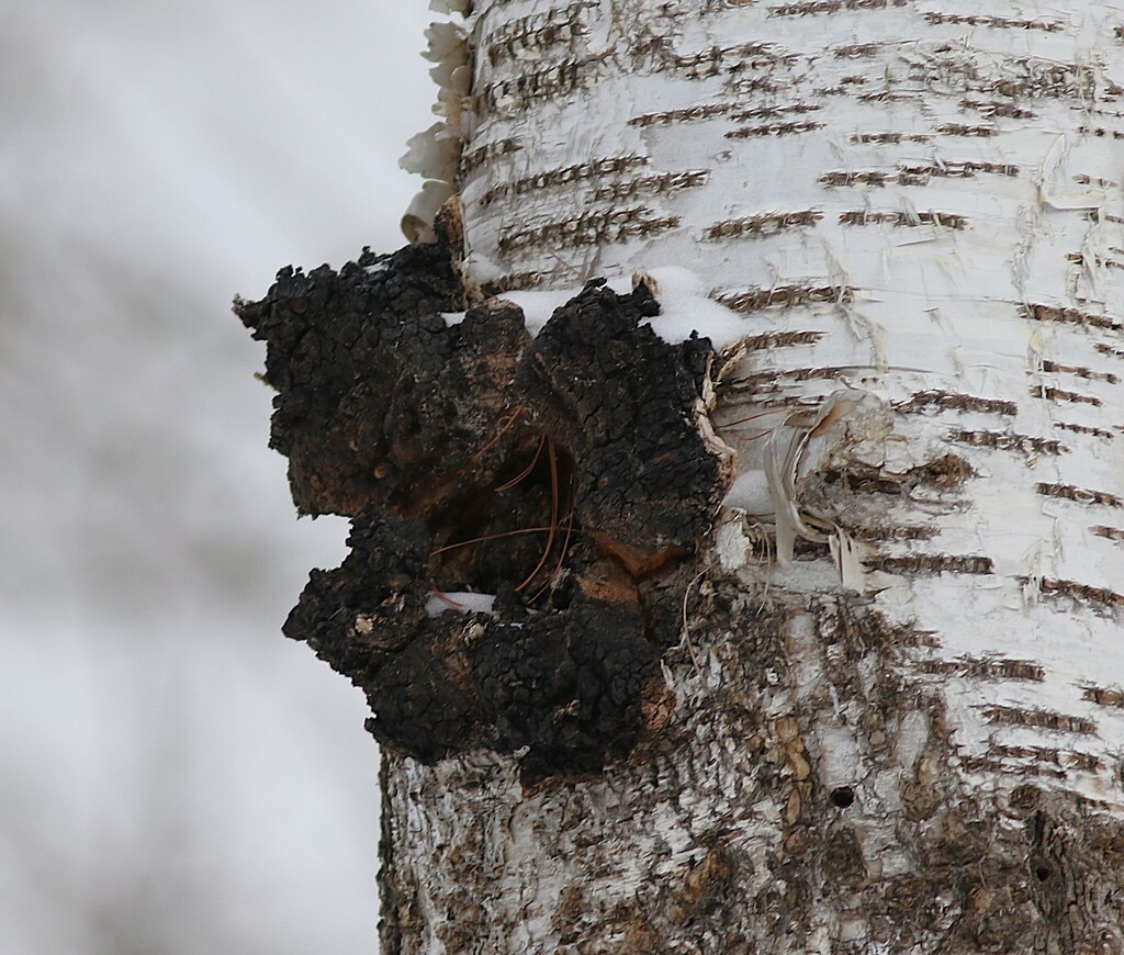 Inonotus obliquus · February 2026 · photo: © jeffcherry (iNaturalist, cc0)