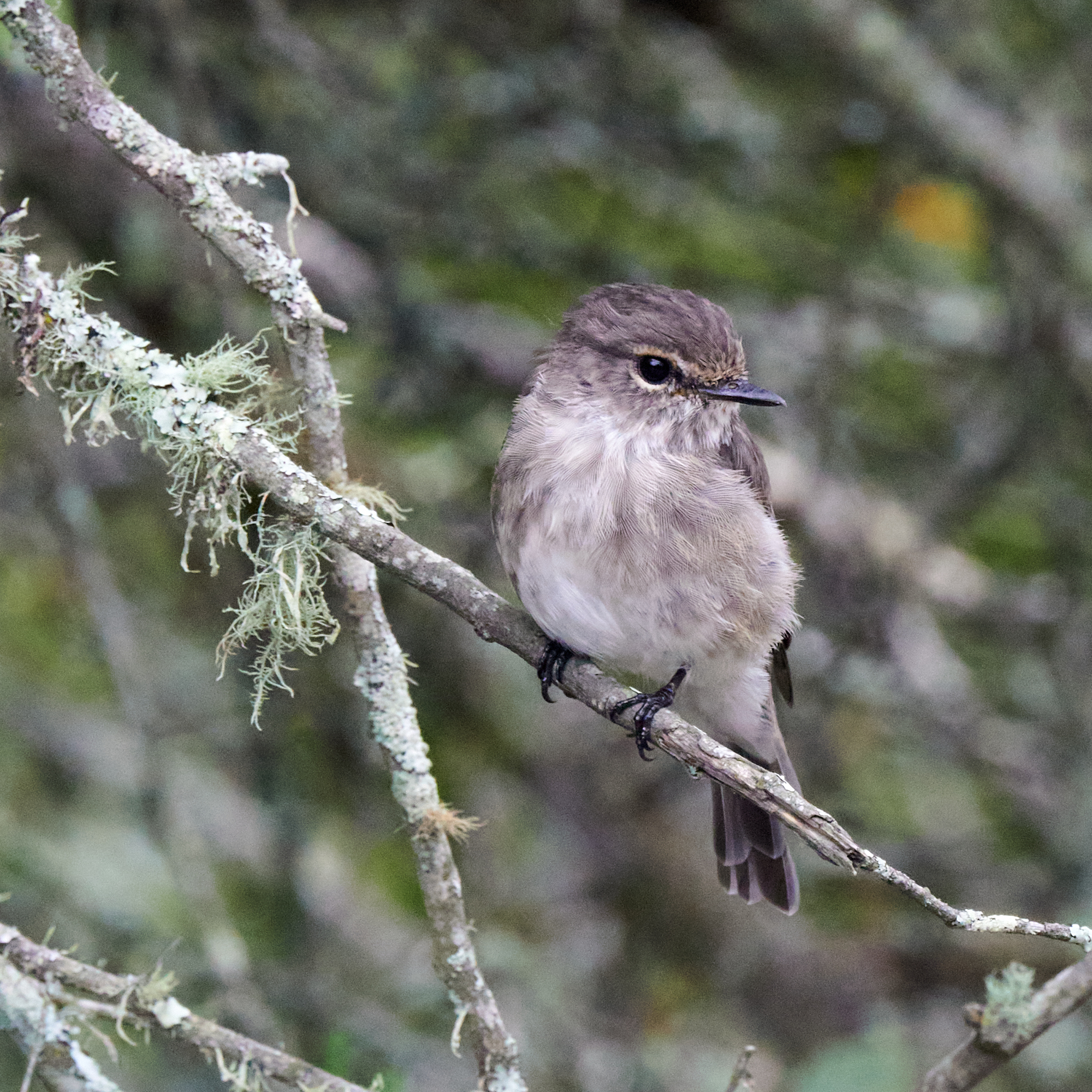 African Dusky Flycatcher (Muscicapa adusta), photo 7