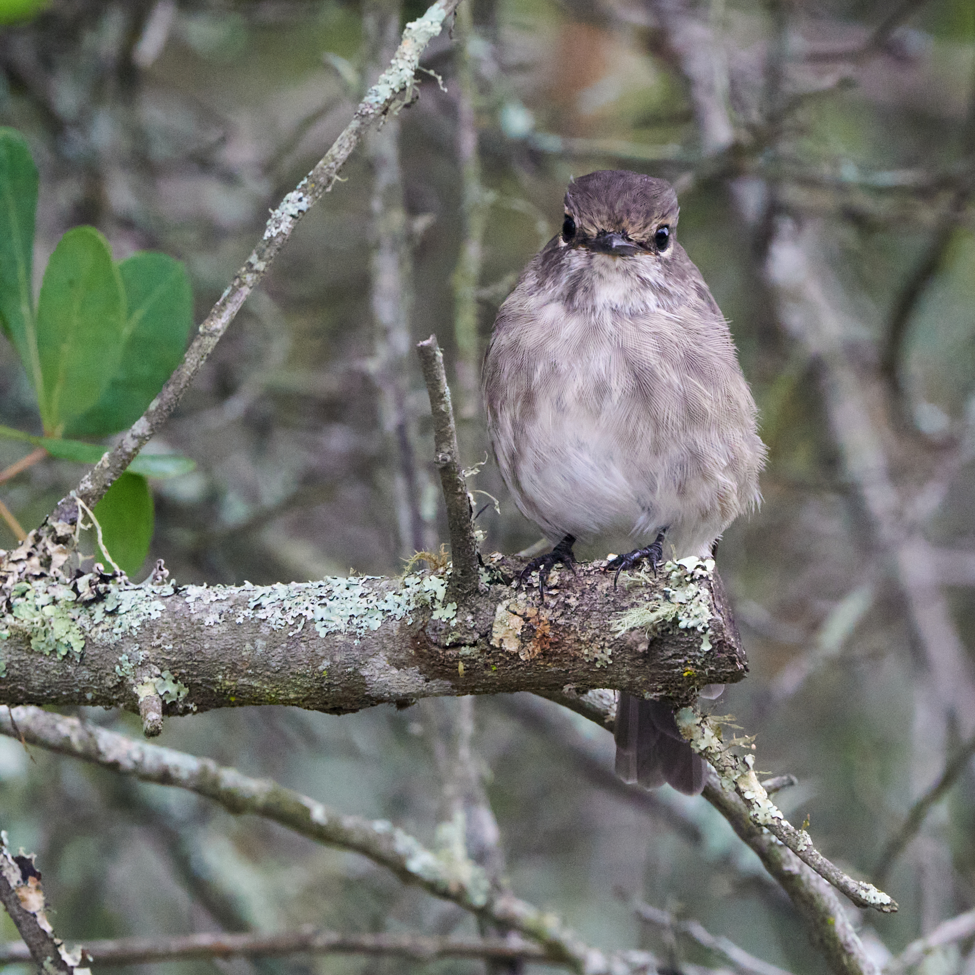 African Dusky Flycatcher (Muscicapa adusta), photo 8