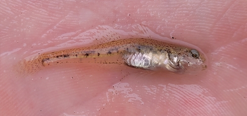 Caucasian dwarf goby (Knipowitschia caucasica) — Gobiidae