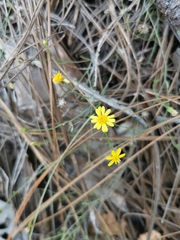 Oxypappus scaber