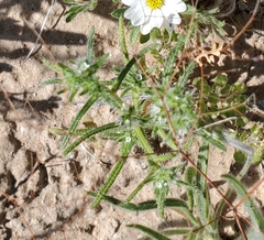 Cryptantha maritima