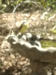 Pitangus sulphuratus