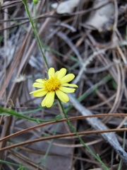 Oxypappus scaber