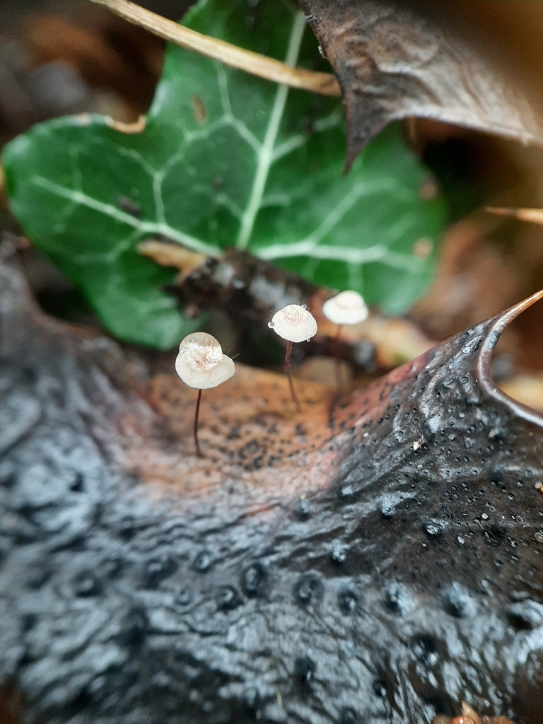 Marasmius hudsonii · February 2026 · photo: © janetav (iNaturalist, cc-by)