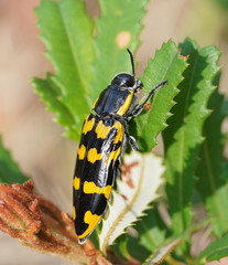 Cyrioides imperialis