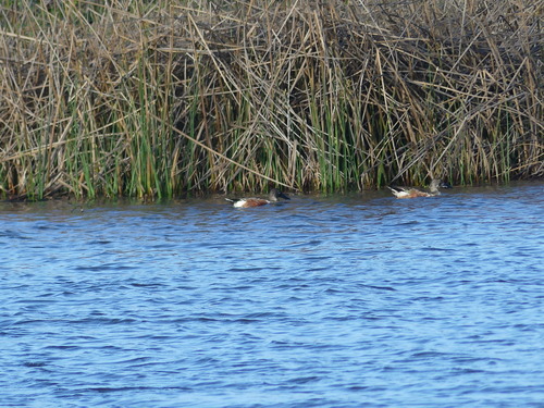 Spatula clypeata observed 2020-02-13