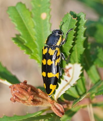 Cyrioides imperialis