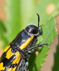 Cyrioides imperialis