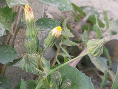 Sonchus oleraceus