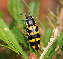 Cyrioides imperialis