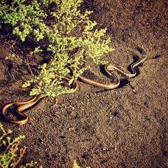 Pseudalsophis dorsalis