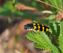 Cyrioides imperialis