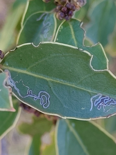 Bucculatrix alaternella