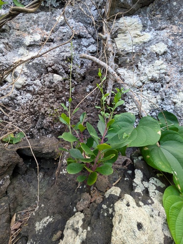 Talinum paniculatum observed 2026-01-31