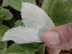 Macrolearia colensoi