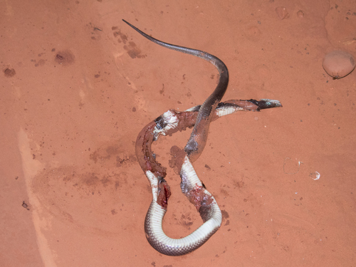 Argentine Pampas Snake, Phimophis guerini