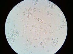 Cylindrobasidium laeve