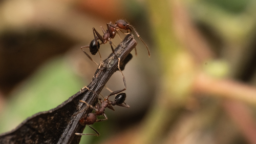 Pheidole fergusoniPheidole fergusoni