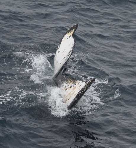 Humpback whale