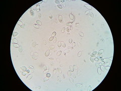 Cylindrobasidium laeve