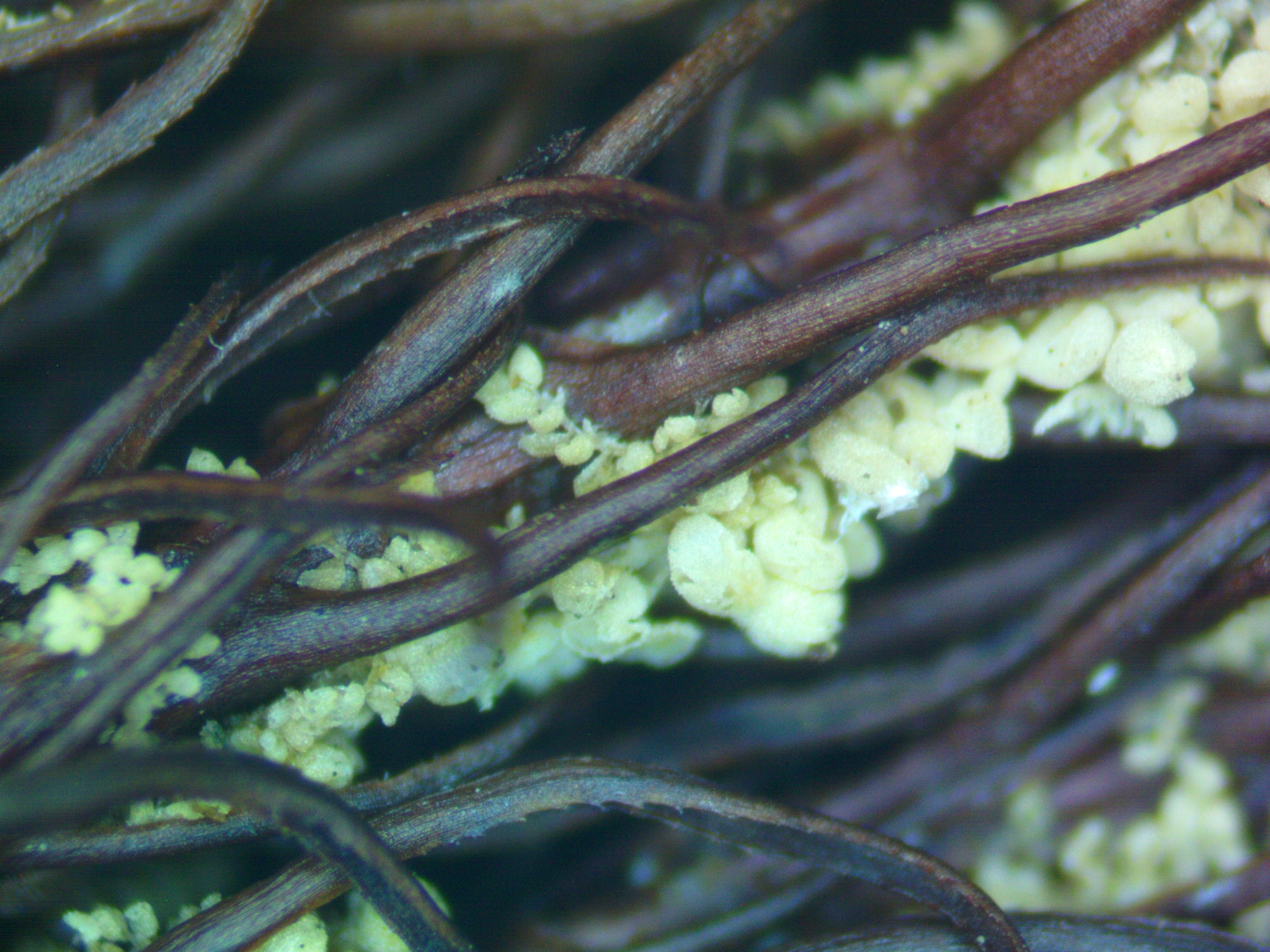 Colura saccophylla