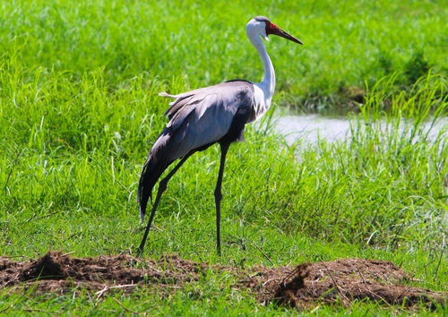 iNaturalist: (c) Felix Aguado, some rights reserved (CC BY-NC), uploaded by Felix Aguado iNaturalist image