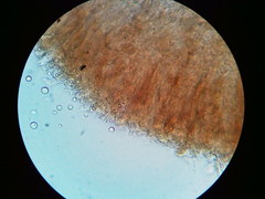 Cylindrobasidium laeve