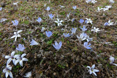 Veronica lilliputiana