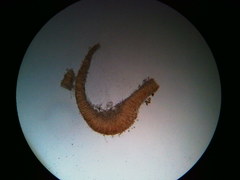 Cylindrobasidium laeve