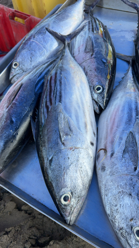 Euthynnus lineatus