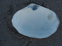 Mactromeris catilliformis