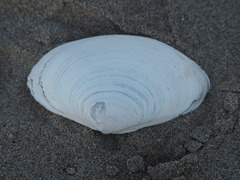 Mactromeris catilliformis