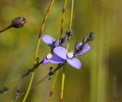 Comesperma defoliatum