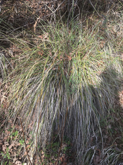Nassella pulchra