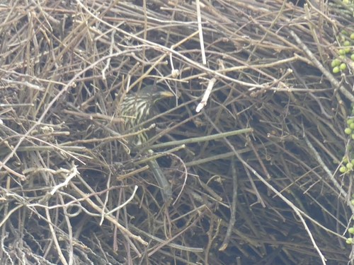 Palmchat (Dulus dominicus), photo 5