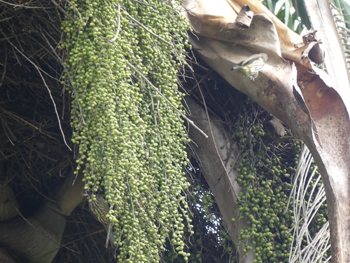 Palmchat (Dulus dominicus), photo 6