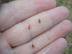 Leptostomum macrocarpum