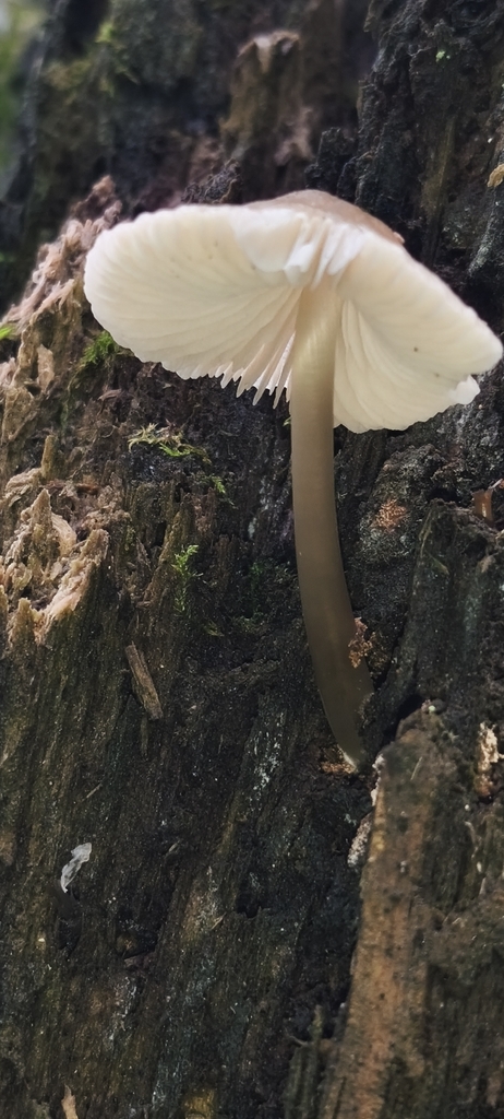Mycena galericulata · February 2026 · photo: © jose_castro (iNaturalist, CC)