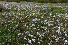 Lobelia perpusilla