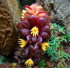 Bdallophytum americanum