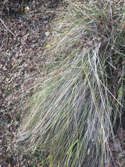 Nassella pulchra