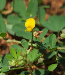 Crotalaria medicaginea