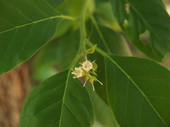 Ehretia laevis