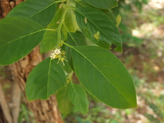 Ehretia laevis