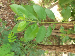 Ehretia laevis