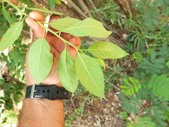 Ehretia laevis