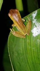 Boana fasciata